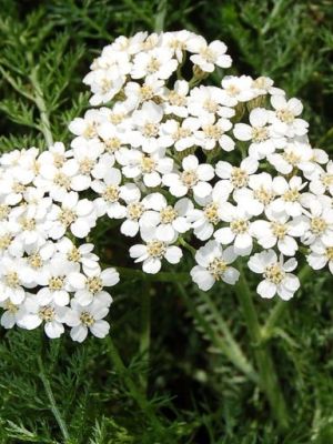 Achillée Millefeuille