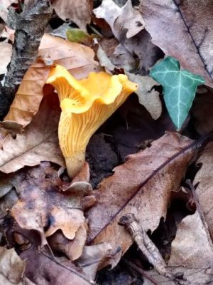 Girolles & Chanterelles