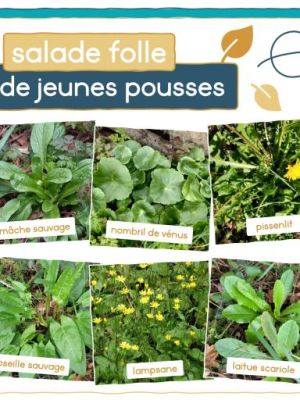 Salade folle de jeunes pousses & vinaigrette au pesto d&rsquo;ail des&nbsp;ours