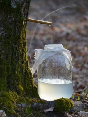 La sève de bouleau, l&rsquo;élixir du&nbsp;printemps